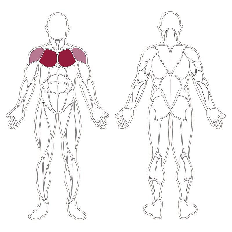 plx-series-muscle-group