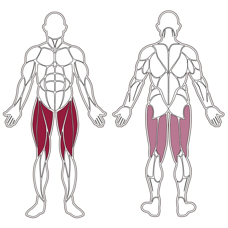 plx-series-muscle-group