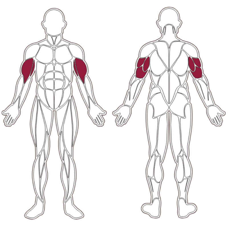 plx-series-muscle-group