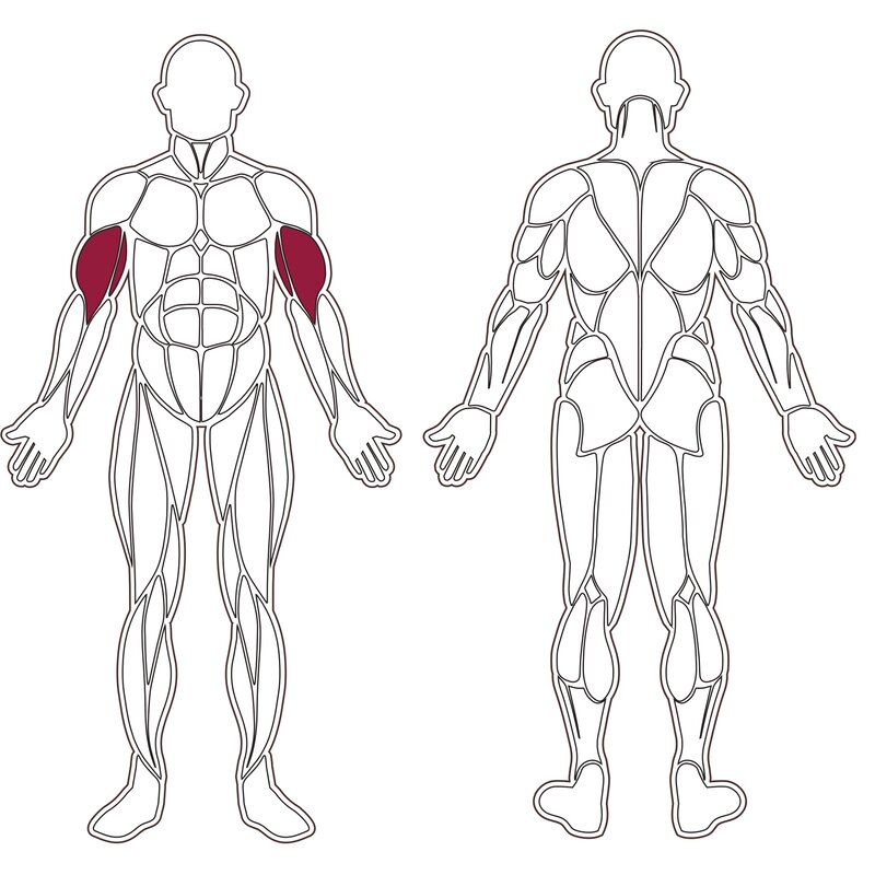 plx-series-muscle-group