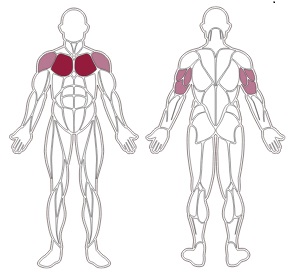 fwx-8000-toorx-muscle-groups
