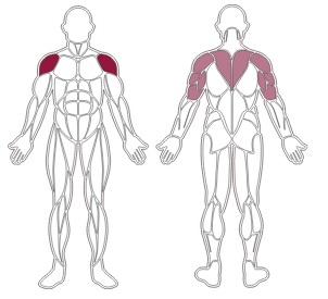 fwx-8100-toorx-muscle-groups