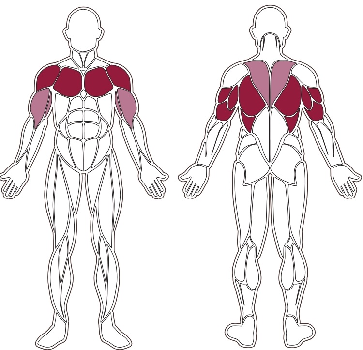 fwx-8400-toorx-muscle-groups