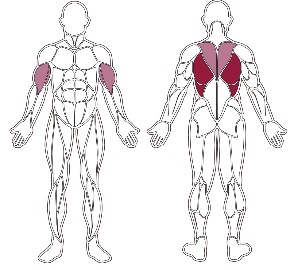 fwx-8500-toorx-muscle-groups