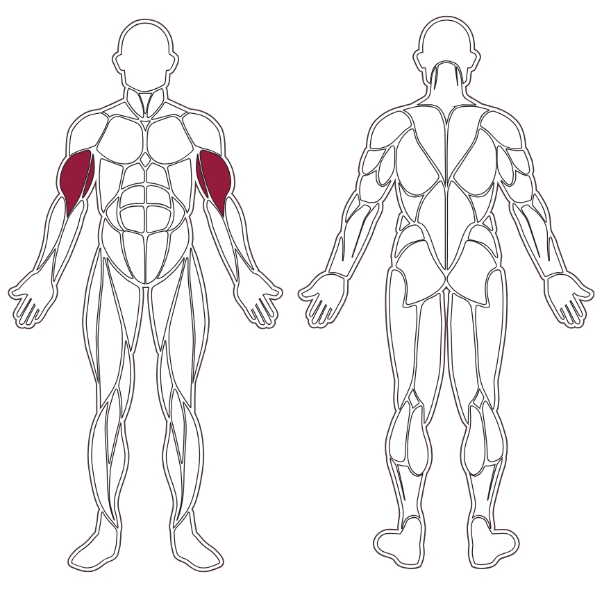 fwx-8600-muscle-groups