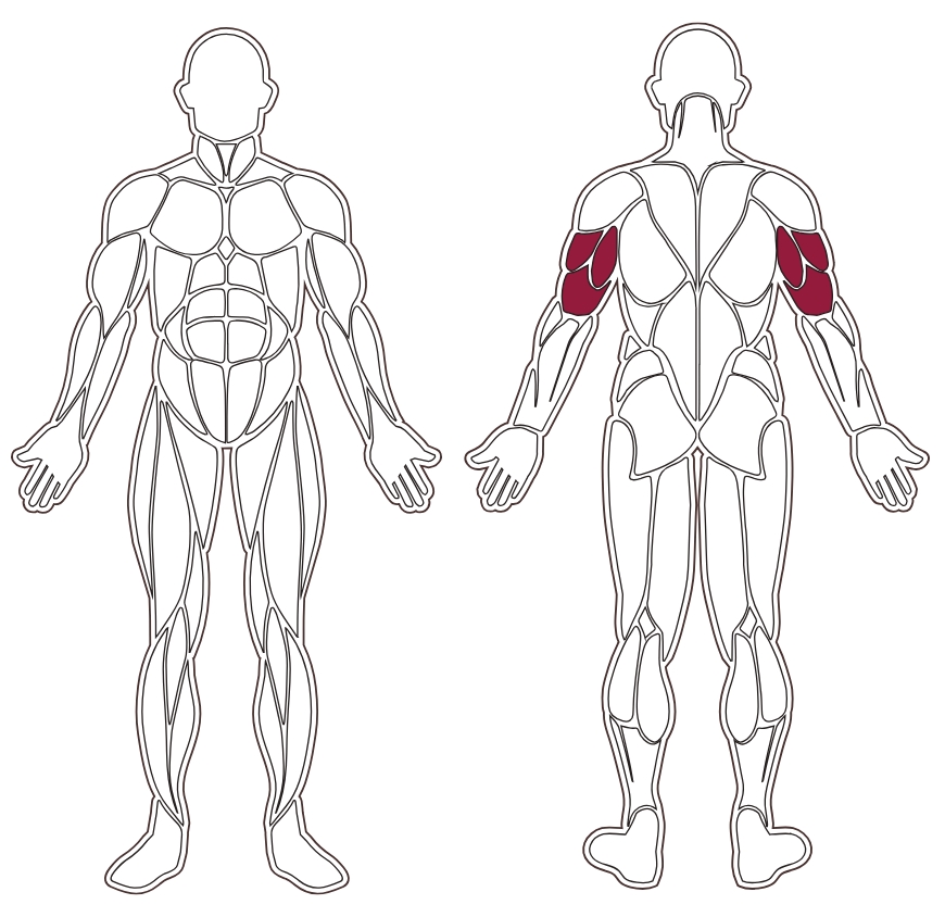 fwx-8700-muscle-groups
