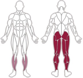 fwx-9000-toorx-muscle-groups