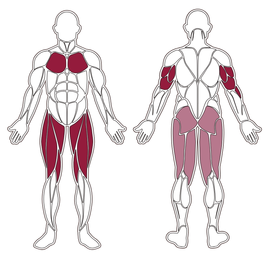 fwx-9050-toorx-muscle-groups