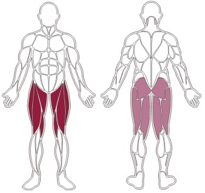 fwx-9200-toorx-muscle-groups