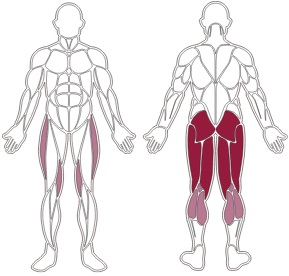 fwx-9500-toorx-muscle-groups