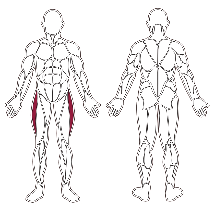 fwx-9650-muscle-groups