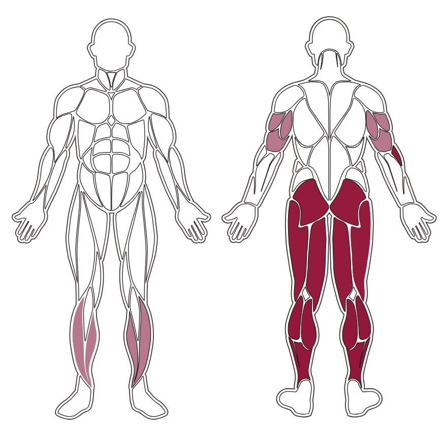 fwx-9750-muscle-groups