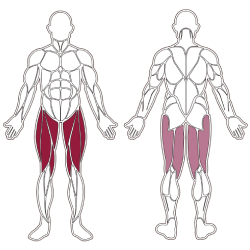 muscles