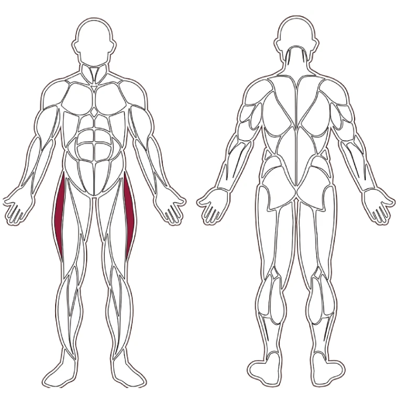 fwx-8600-muscle-groups