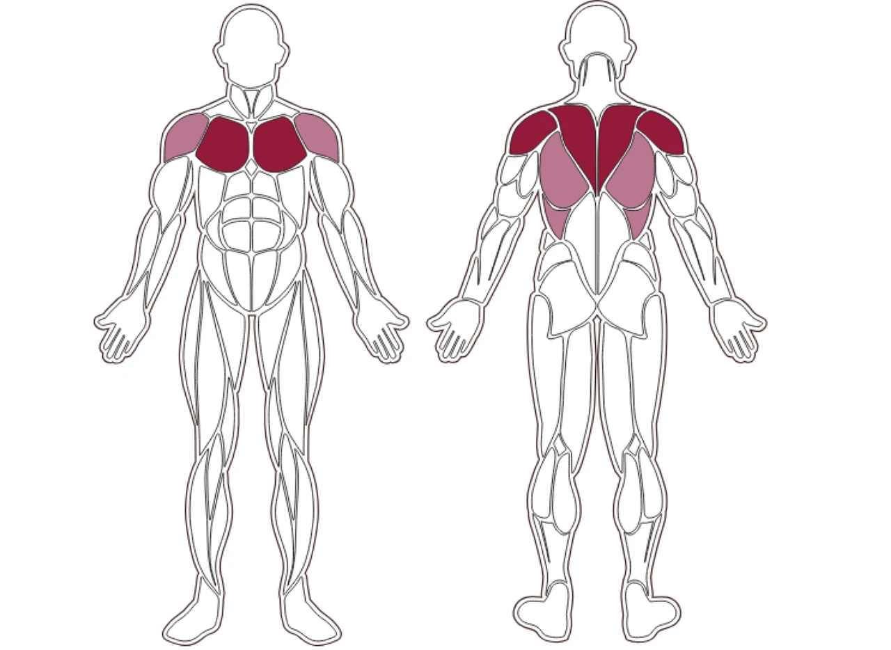 plx-series-muscle-group