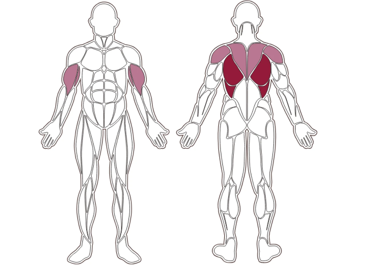plx-series-muscle-group
