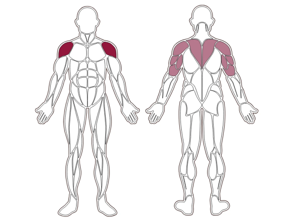 plx-series-muscle-group