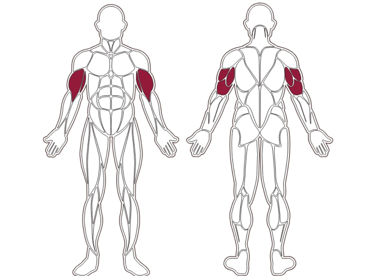 plx-series-muscle-group