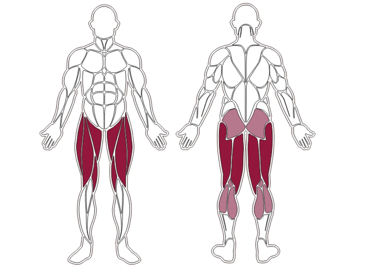 plx-series-muscle-group
