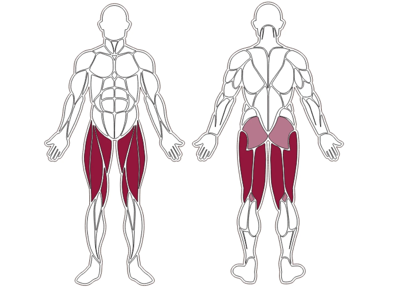 plx-series-muscle-group