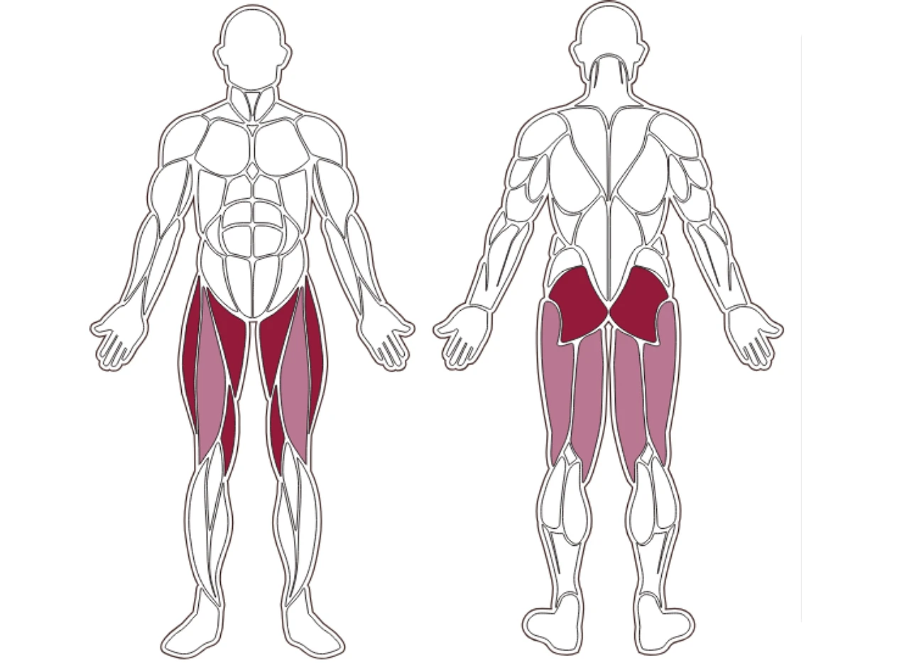 plx-series-muscle-group