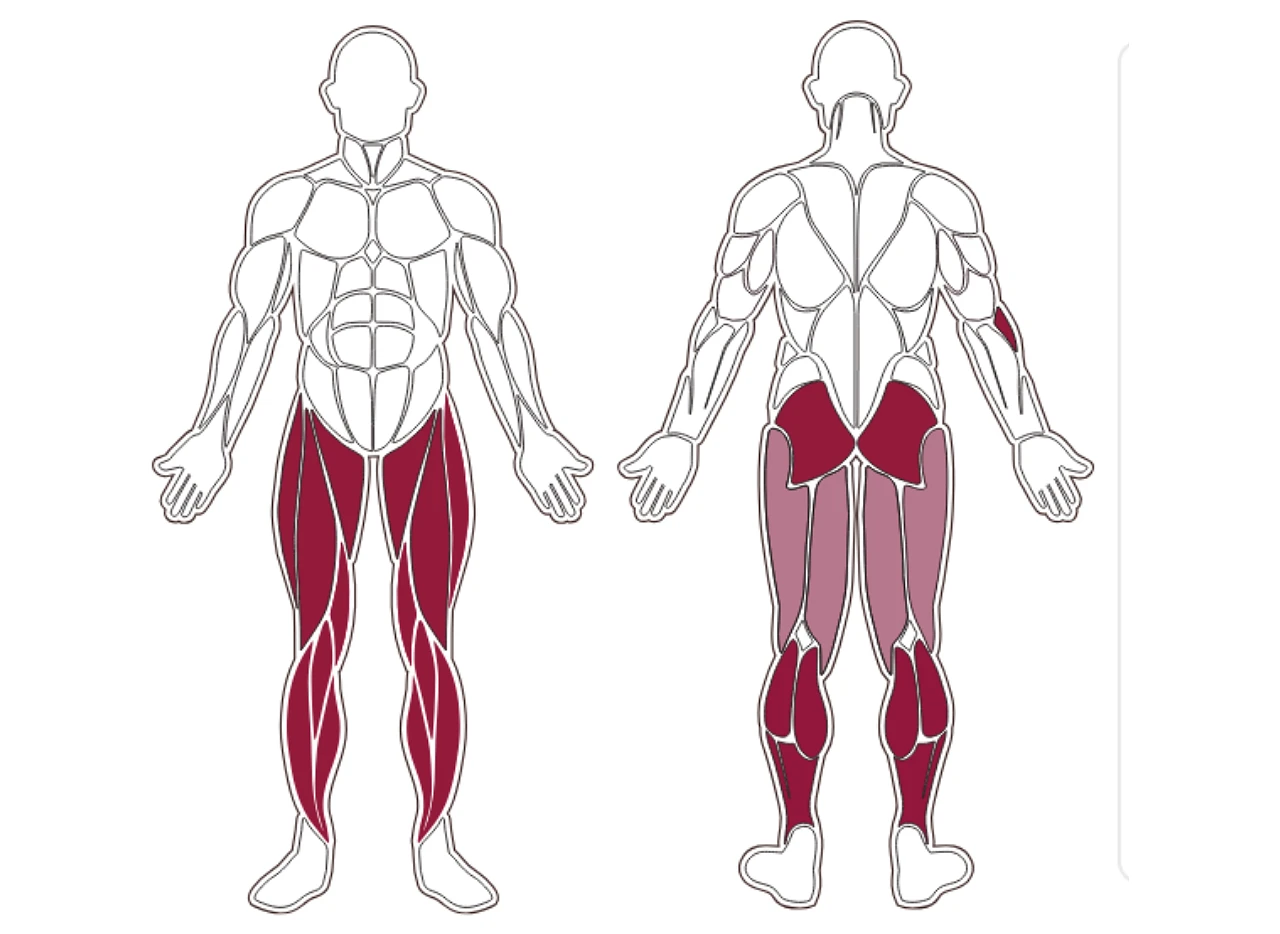 plx-series-muscle-group