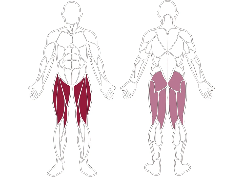 plx-series-muscle-group