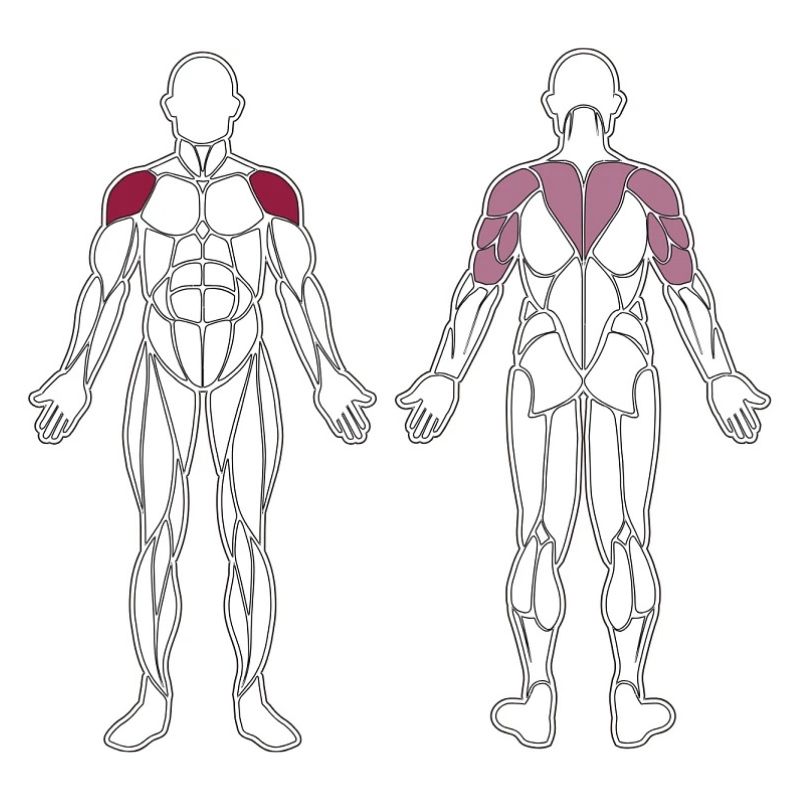 plx-series-muscle-group