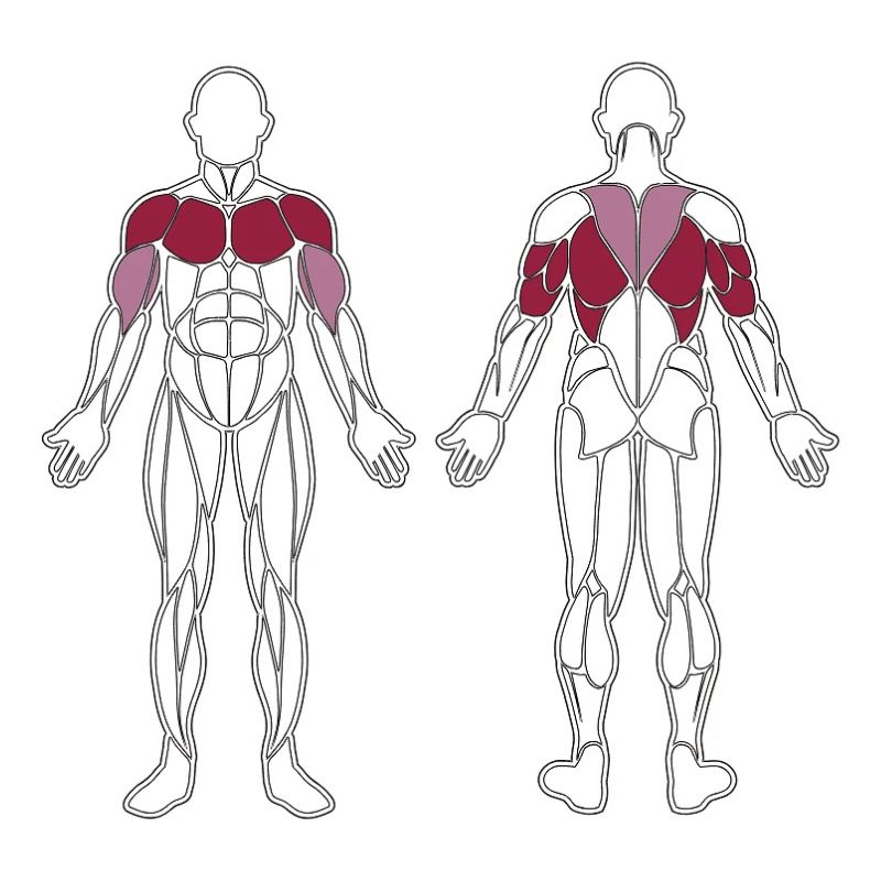 plx-series-muscle-group