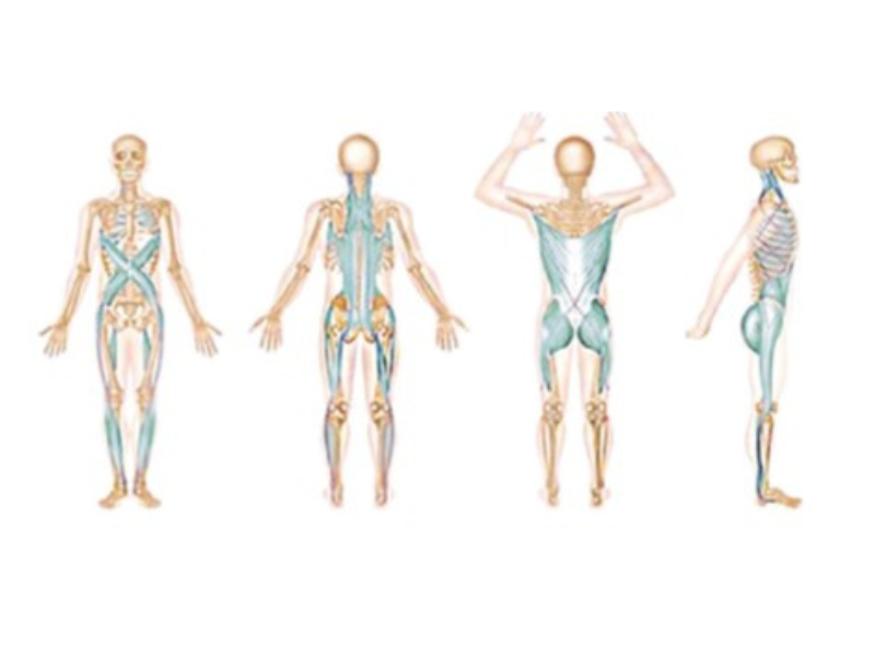 muscle_chains_pilates_reformer