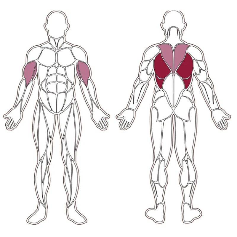 plx-series-muscle-group