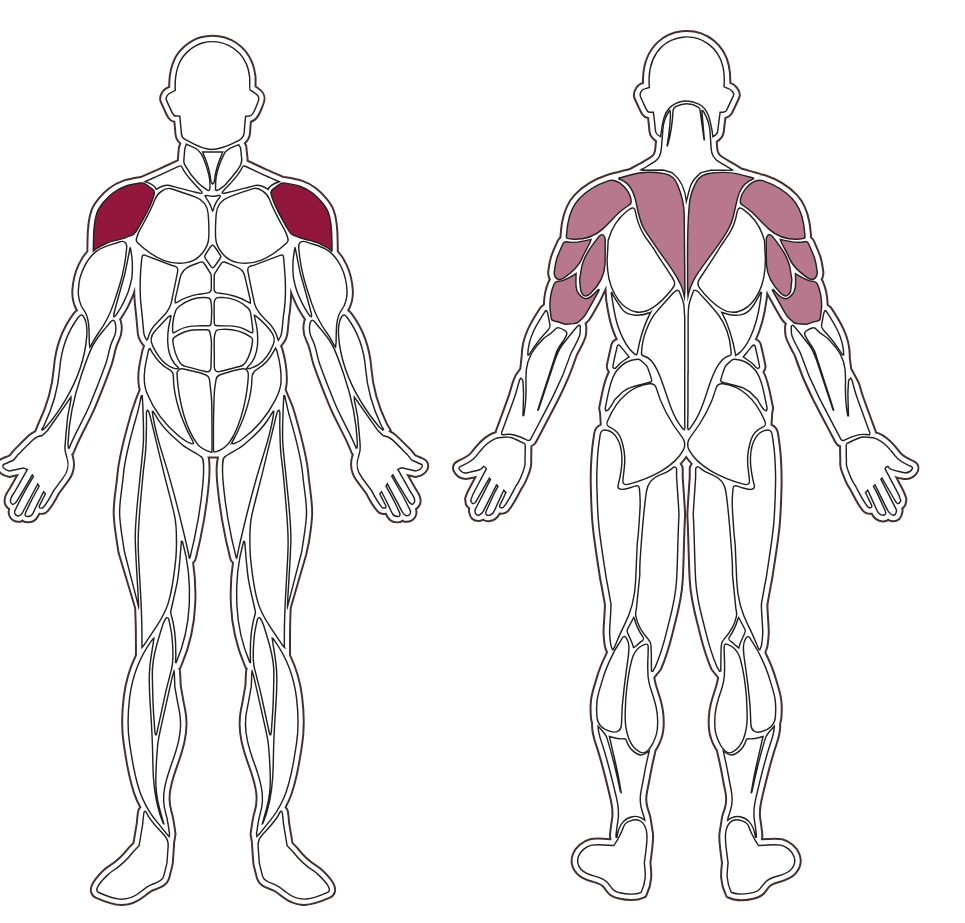 plx-8200-muscle-groups-toorx