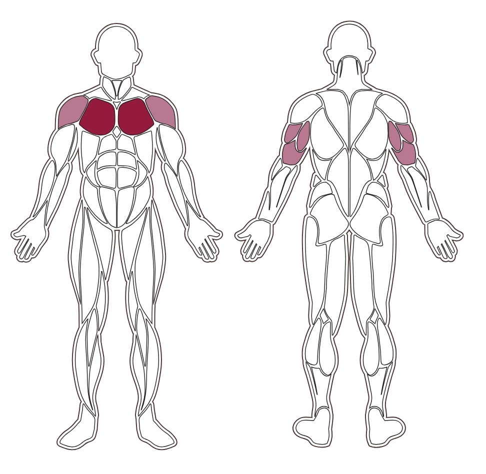 plx-series-muscle-group